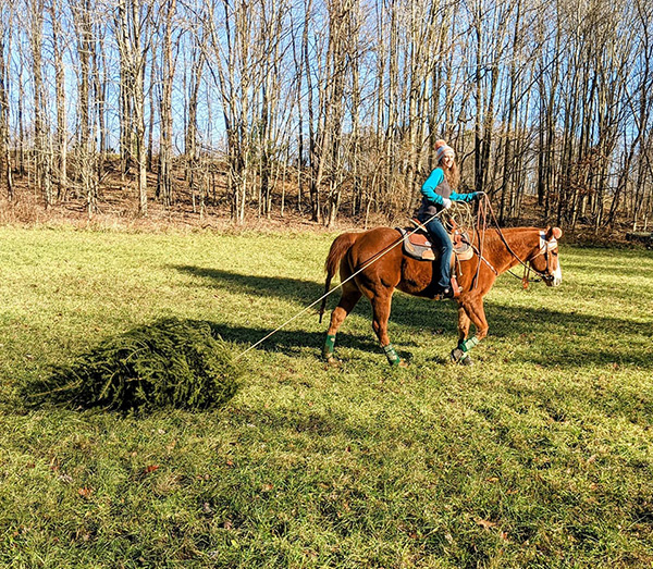 EC Photo of the Day- O Christmas Tree, O Christmas Tree!