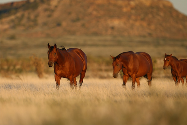 Don’t Forget to Register for 2022 AQHA Convention