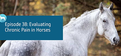 Chronic Pain Assessment in Horses is Topic of New Podcast Episode