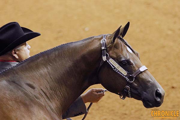FAQ’s About the New AQHA Performance Halter Rule For 2022