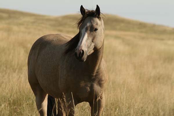 Attend the Affiliates in Motion Rally at AQHA Convention