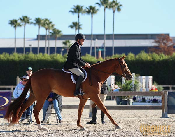 2022 AQHA Show Rule Changes