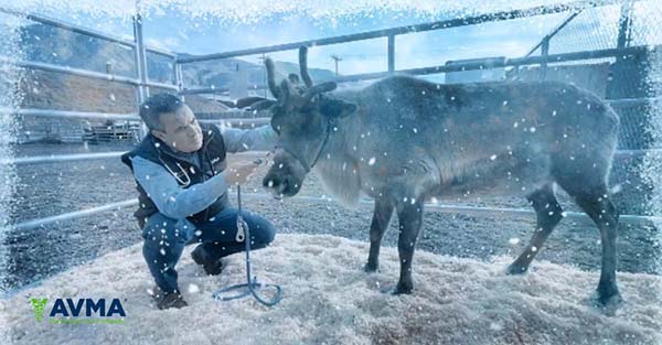 Santa’s Veterinarian Give Reindeer Green Light For Christmas Flight