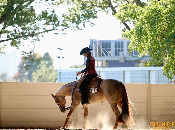 EC Photo of the Day- Horses Know What You Say