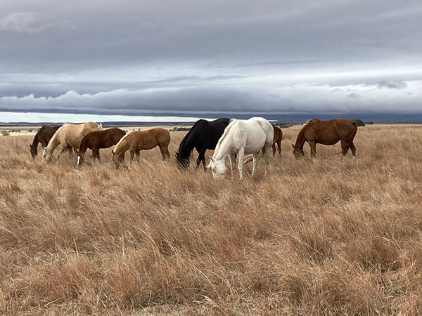 Save on Horse Registration