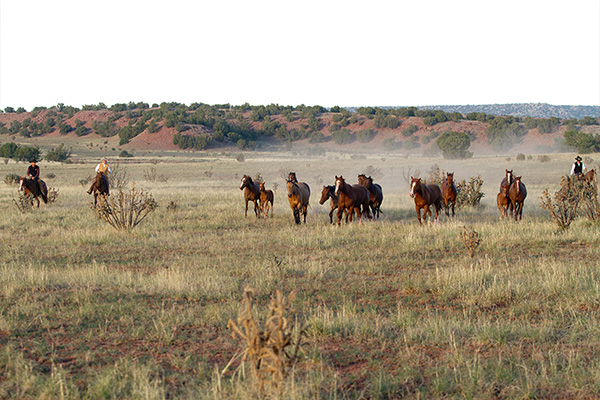 New AQHA Ranching Heritage Breeders