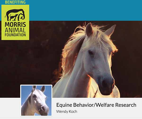 Foundation Announces Studies Focusing on Horse Behavior and Welfare