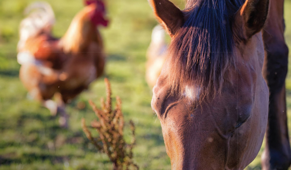 Hens and Horses- Can They Coexist?