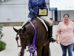 Results from NSBA Amateur Walk Trot Hunter Under Saddle at A Sudden Impulse