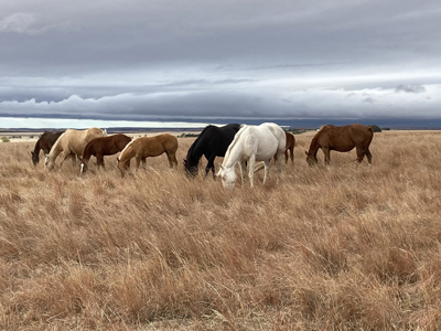 AQHA Extends Savings Deadline to July 31 on Aged-Horse Registrations