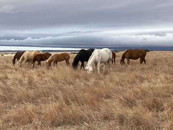 AQHA Extending Aged-Horse Registration Special through April 30th