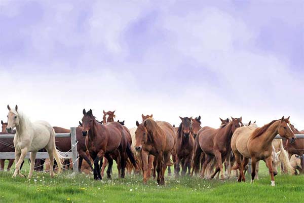 AQHA Announces Ranching Heritage Challenge Dates