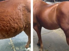 A Scratch for Every Itch – Equine Skin Allergies