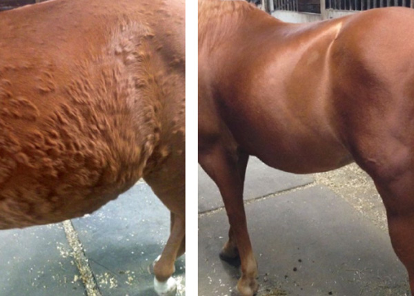 A Scratch for Every Itch – Equine Skin Allergies