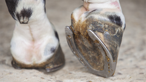 The Role of the Hind Gut in Laminitis