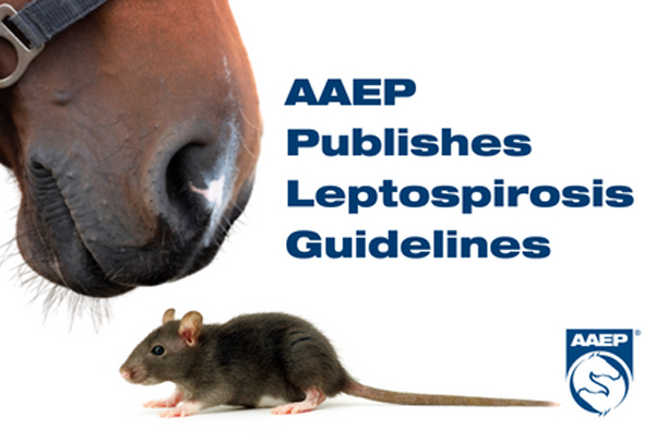 AAEP Publishes Leptospirosis Guidelines 