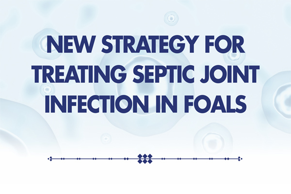 New Strategy for Treating Septic Joint Infection in Foals