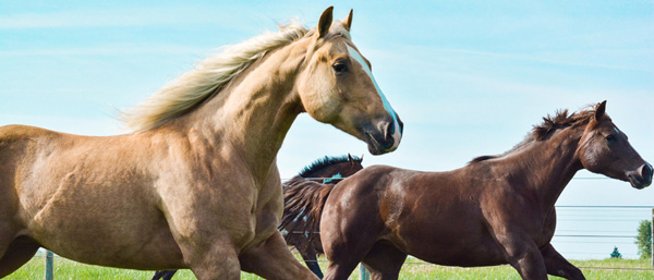 Time to Plan 2023 AQHA Rule-Change Proposals