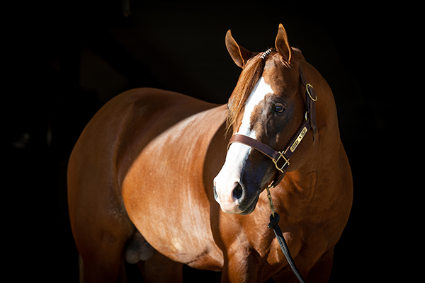 Fiire N Ice Now Has Regular APHA Registration!