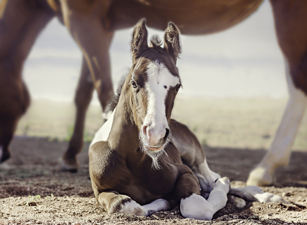 Does Exercising Foals Reduce Risk of Later Fracture?