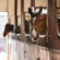 Horses Moved to Individual Stabling Show Stress-Related Changes