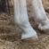 Managing Laminitis in Horses: Sand Bedding and Trimming