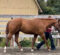 EC “How To” Drill- Rate Your Gait EC “How To” Drill- Rate Your Gait