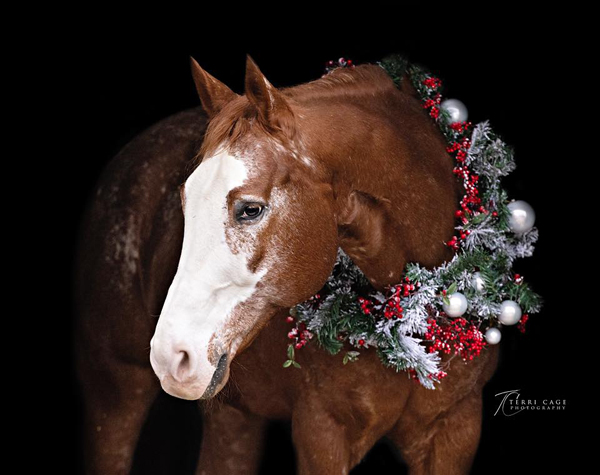 Twas the Night Before Christmas and All Through the Stalls…