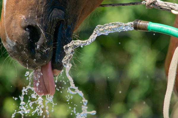 Water: An Oft-Forgotten Nutrient for Horses