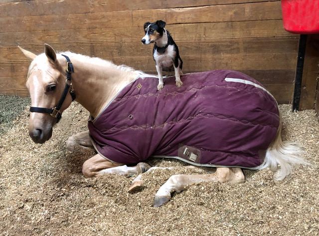 EC Photo of the Day – Just A Dog & Her Horse