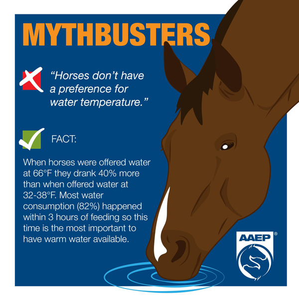 Horses Prefer Warm Drinking Water