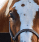 White-Spotting Gene W34 Identified in Paint Horses