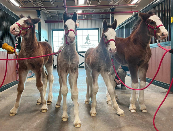 Budweiser Clydesdales’ Football and Foals SBLVII Watch Party