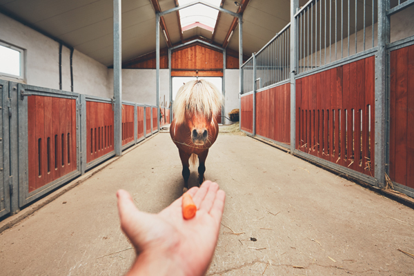 Prohibited Substances, Feed, and the Performance Horse