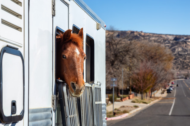 Equine Guelph Drives Home Safety with Online Trailer Course