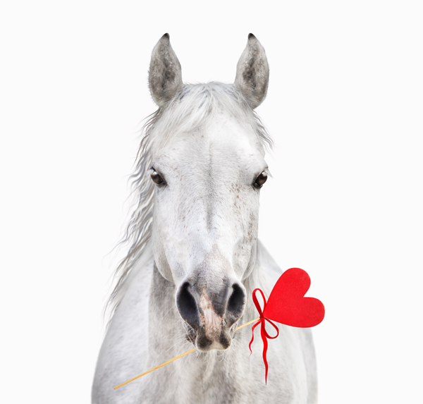 Dating Profiles for Your Equine Best Friend?