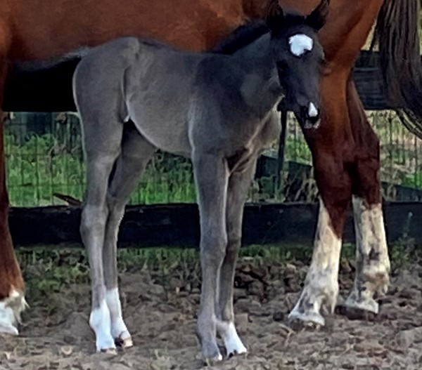 EC Foal Photo of the Day – A Brand New Baby