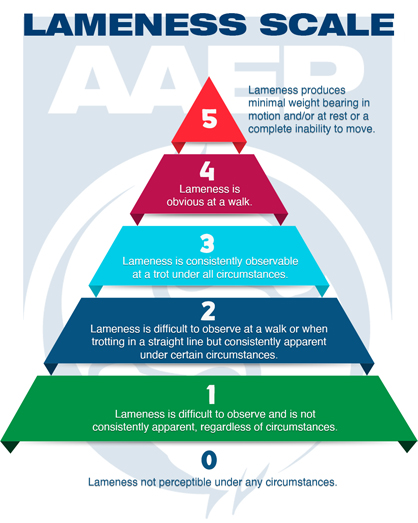 Lameness Exams: Evaluating the Lame Horse