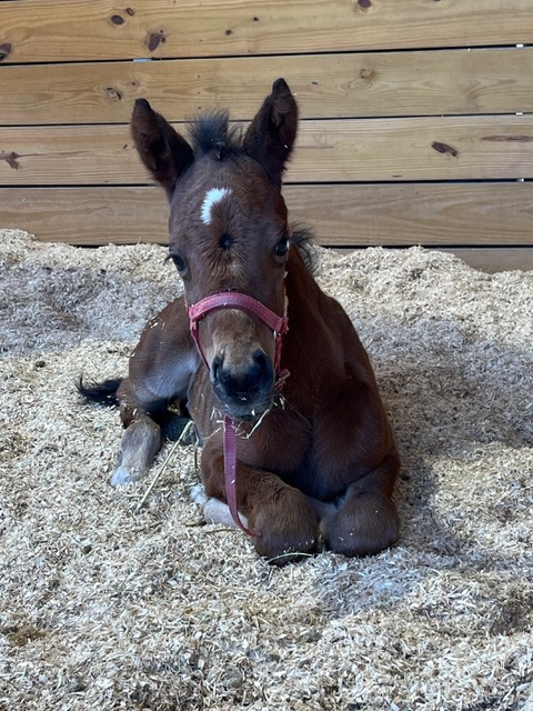 EC Foal Photo of the Day – Meet Halo!