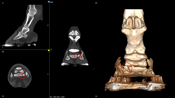 Innovative Technology Set to Further Improve Levels of Care at SOCAL Equine Hospital