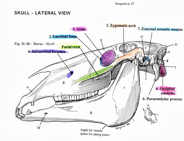 Dentistry in the Horse