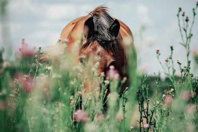 Spring Bulk: Adding Weight to Horses After Winter