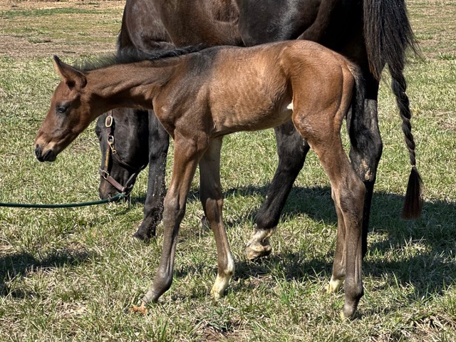 EC Foal Photo of the Day – From Anker Farms
