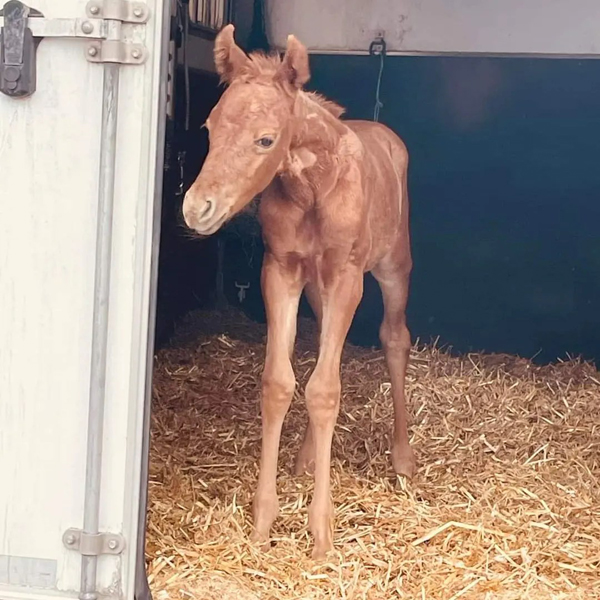 EC Foal Photo of the Day – Baby Rowan