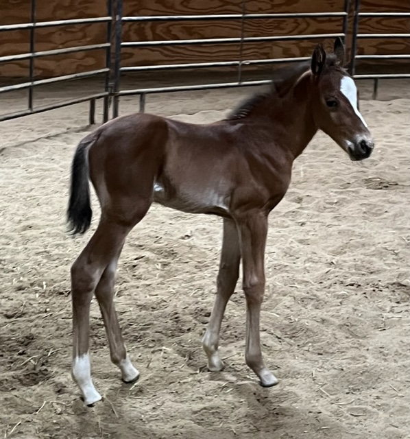 EC Foal Photo of the Day – Simply A Machine