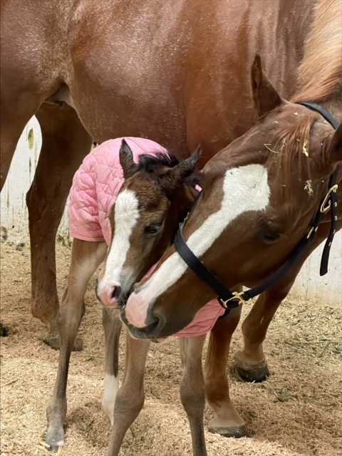 EC Foal Photo of the Day – Meet Harlow!