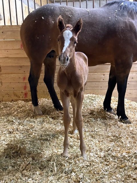 EC Foal Photo of the Day – Made To Be Radical