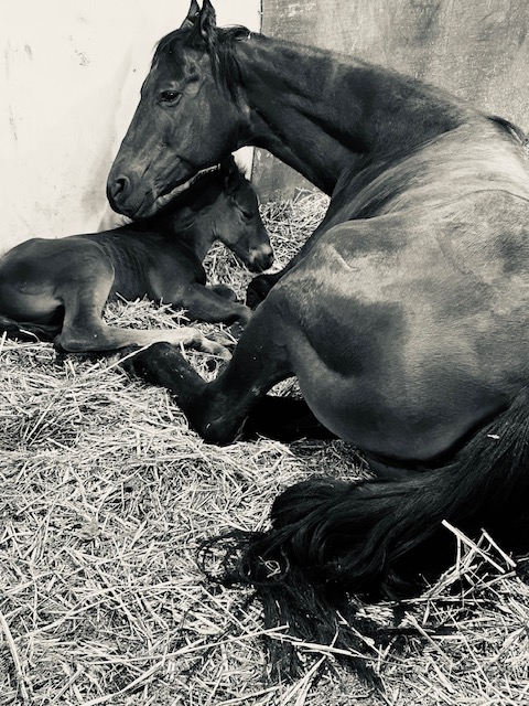 EC Foal Photo of the Day – Sweet Moments In Time