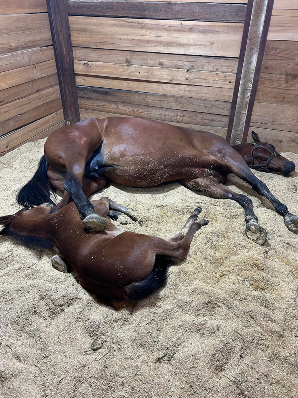 EC Foal Photo of the Day – Hold Me Closer