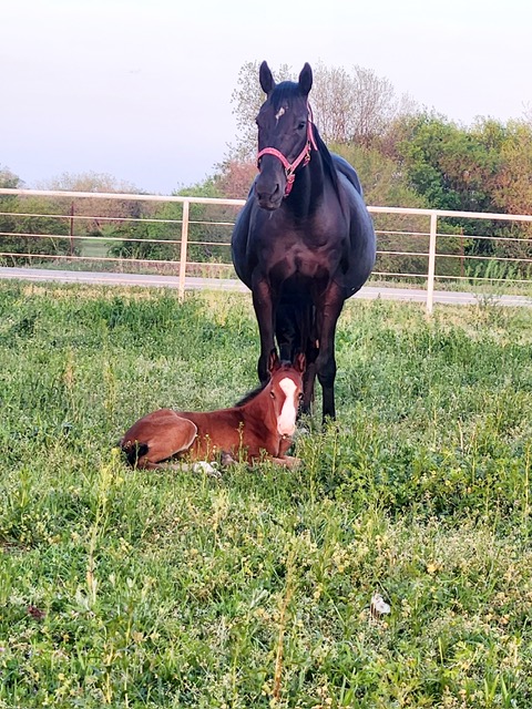 EC Foal Photo of the Day – Mother: The Most Beautiful Word